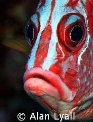Giant squirrelfish - Canon EOS350D; EF-S 60mm; single DS-125 by Alan Lyall 